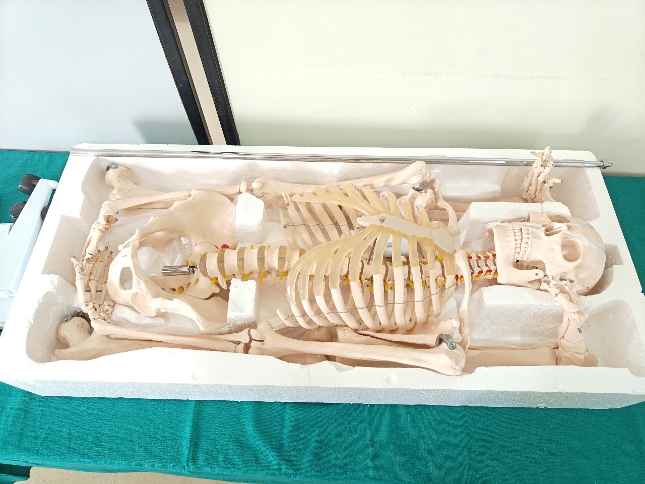 Skeleton Model 5